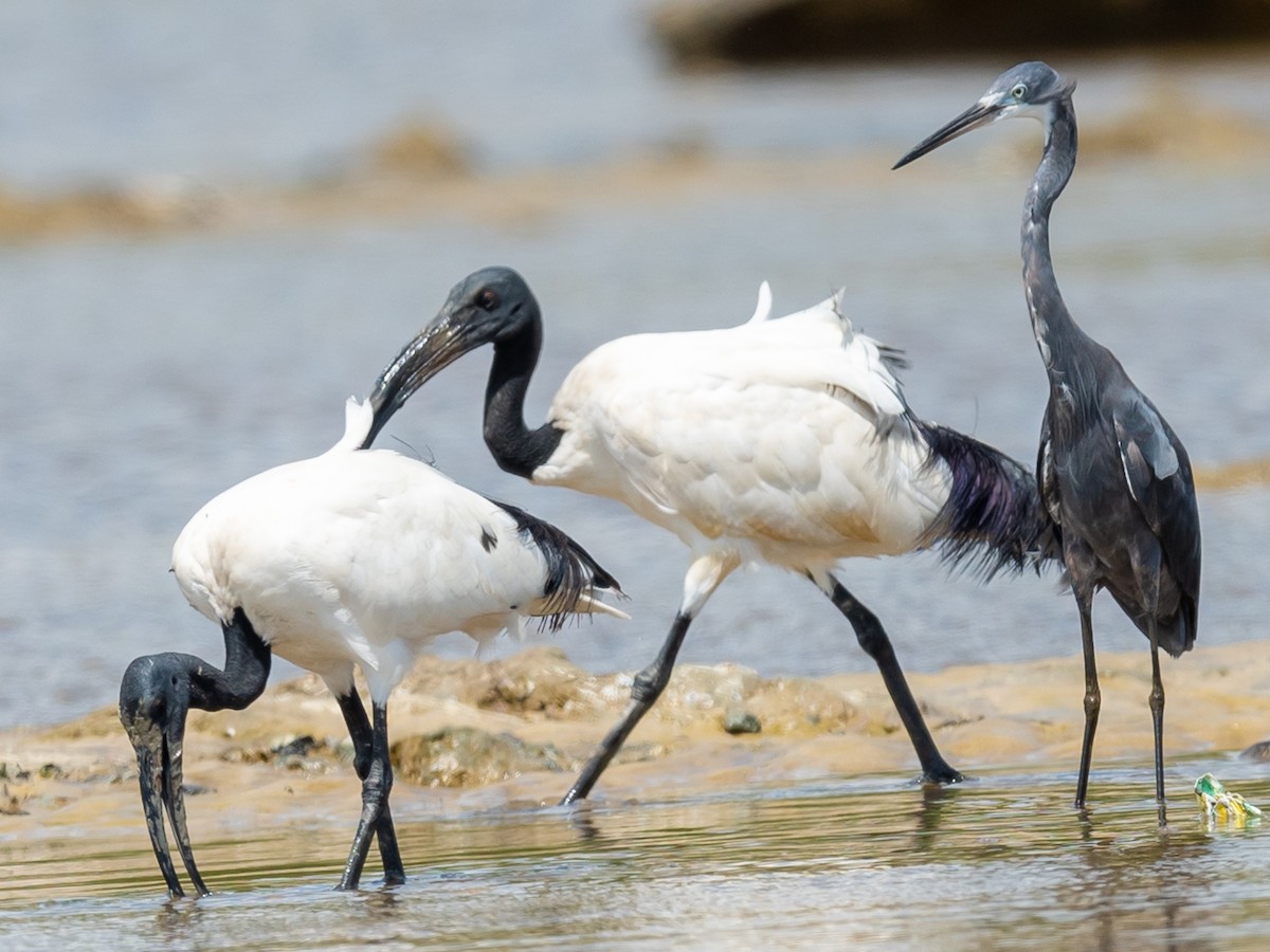 African Sacred Ibis - Jean-Louis  Carlo