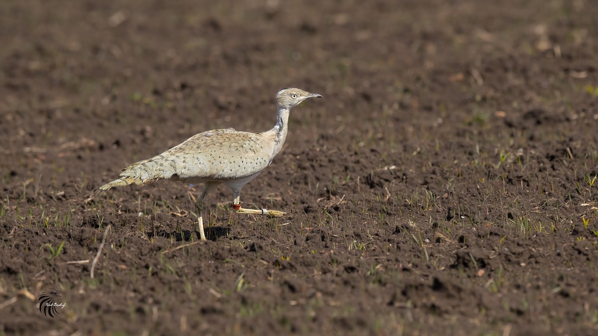 Asian Houbara - Ferit Başbuğ