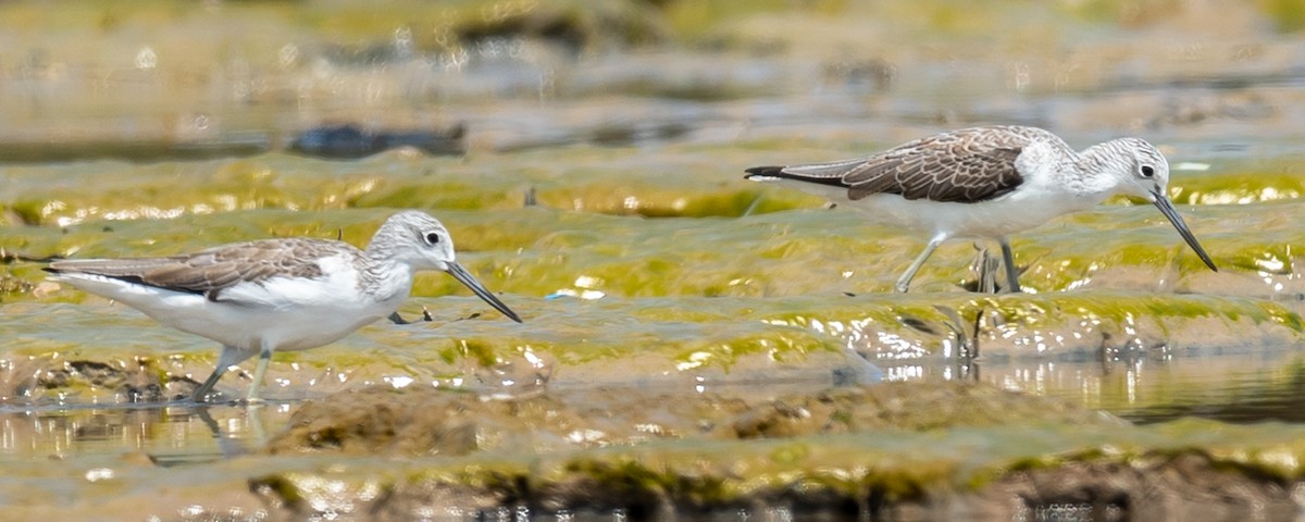 Common Greenshank - Jean-Louis  Carlo