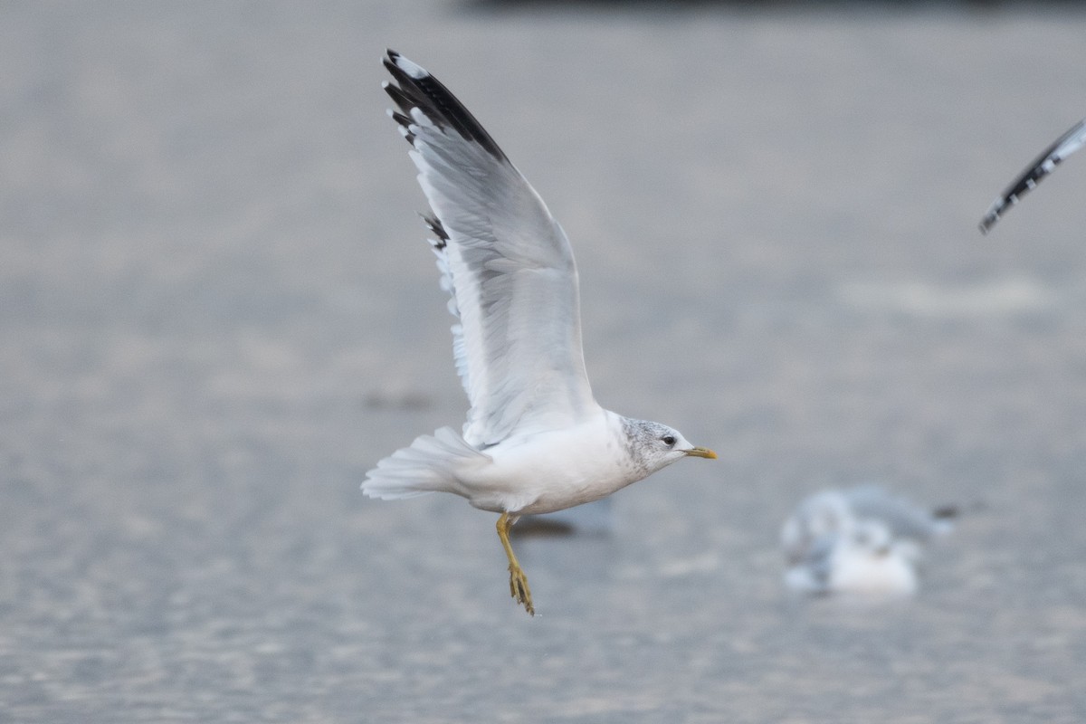 Common Gull (European) - David Turgeon