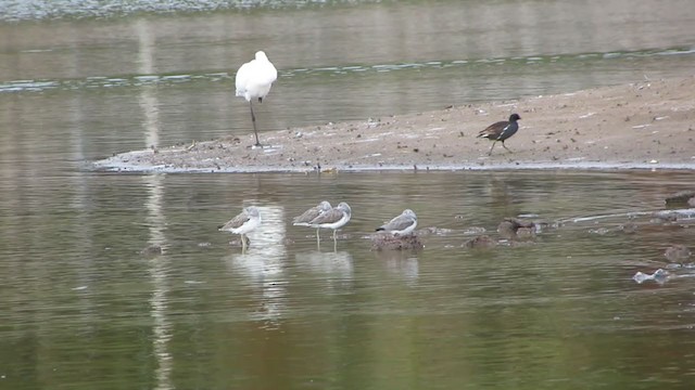 Eurasian Spoonbill - ML317901291