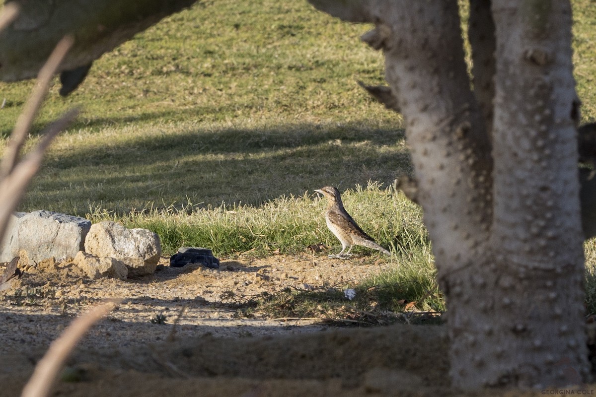 Eurasian Wryneck - ML317901581