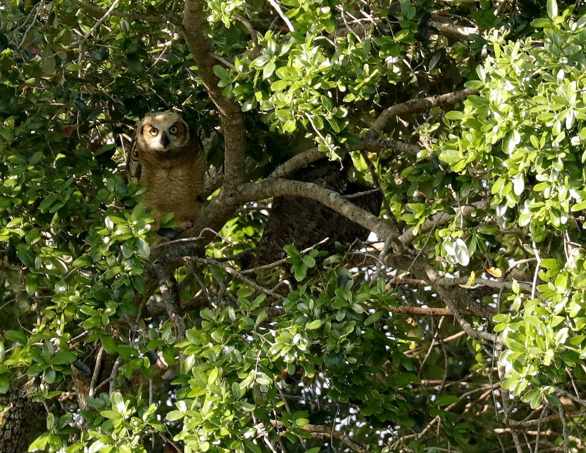 Great Horned Owl - ML317903111