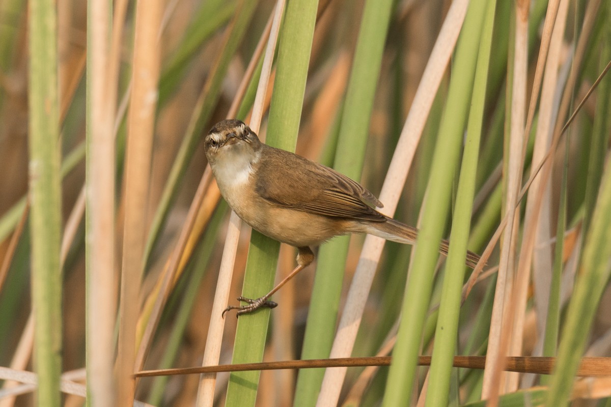 Manchurian Reed Warbler - ML317907171