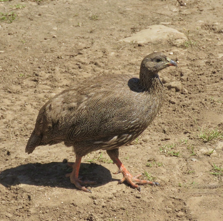 Cape Spurfowl - ML317907721