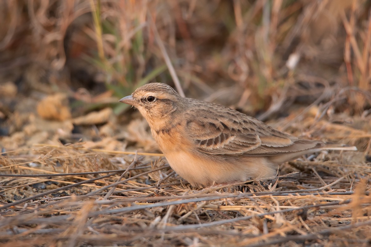 Mongolian Short-toed Lark - ML317909401