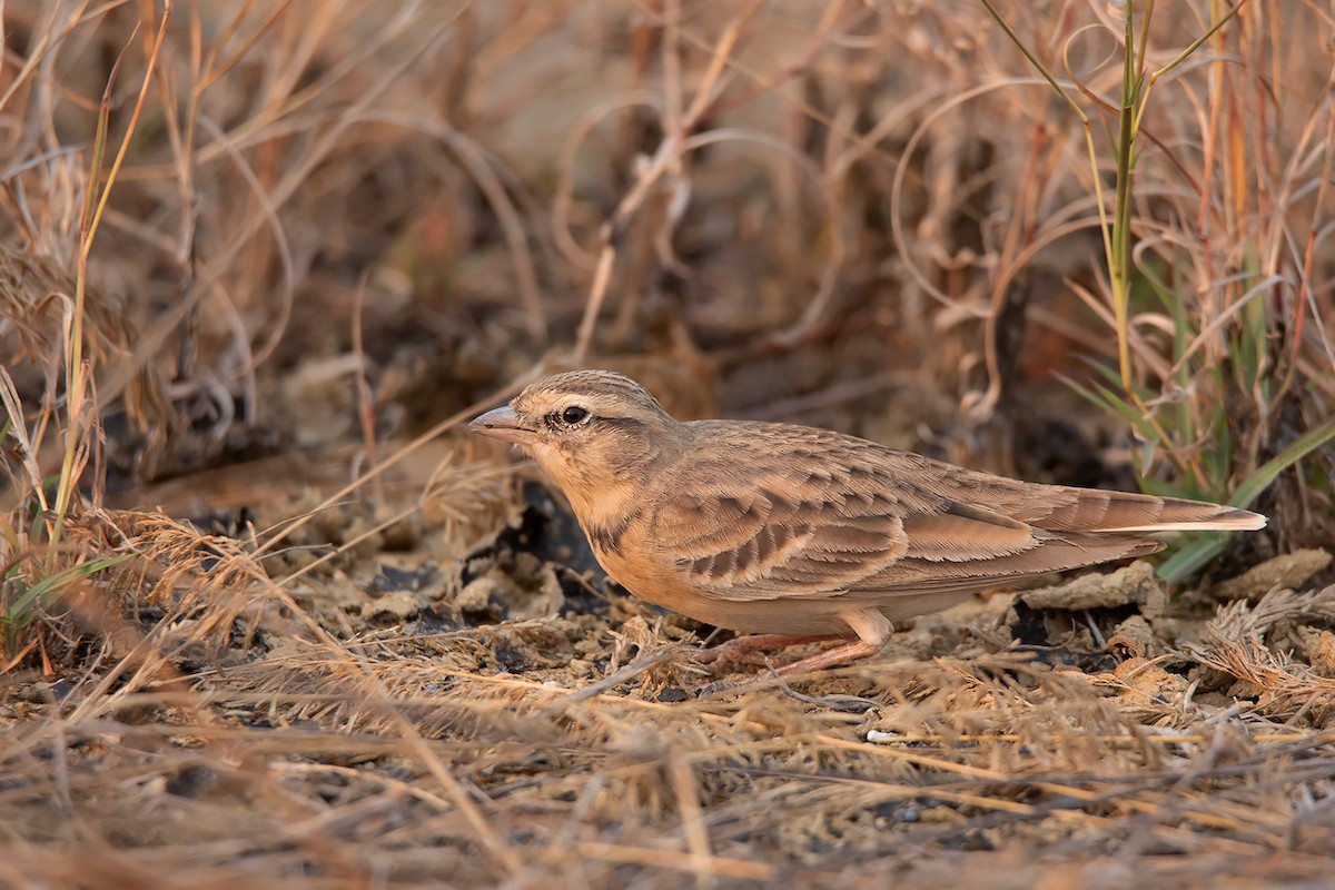 Mongolian Short-toed Lark - ML317909411