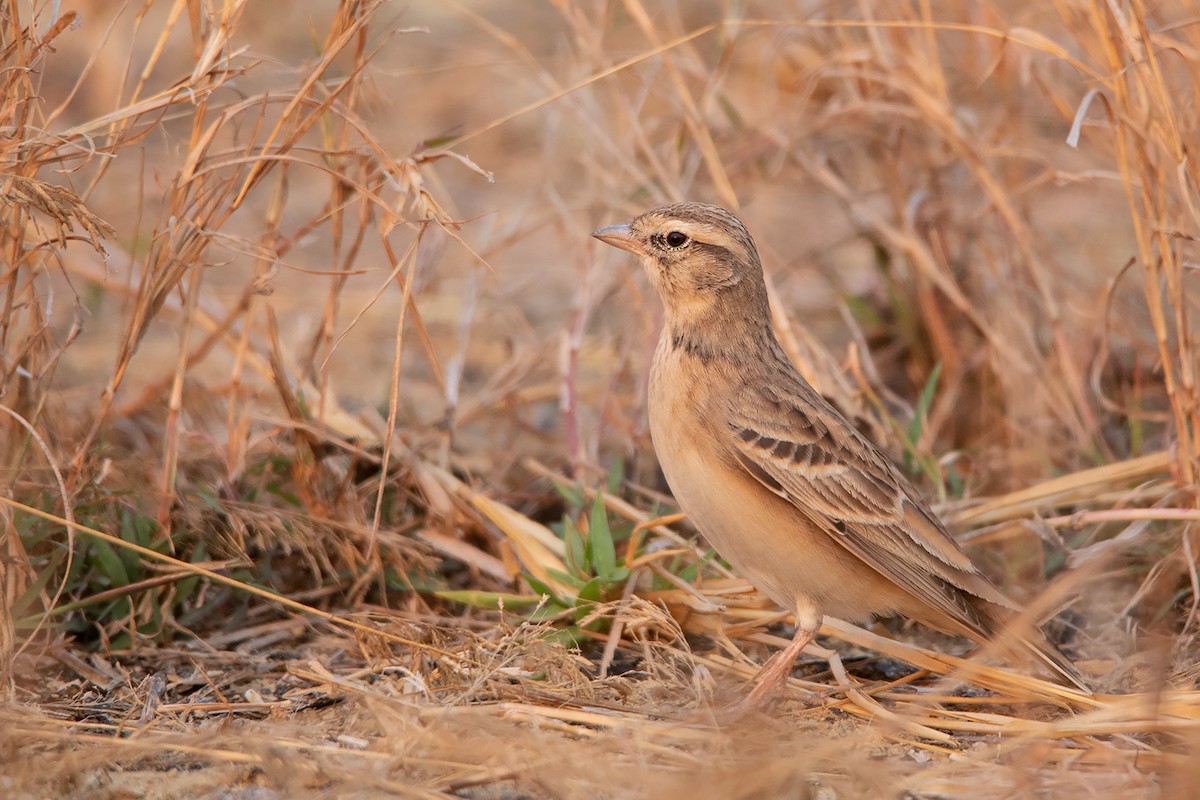 Mongolian Short-toed Lark - ML317909421