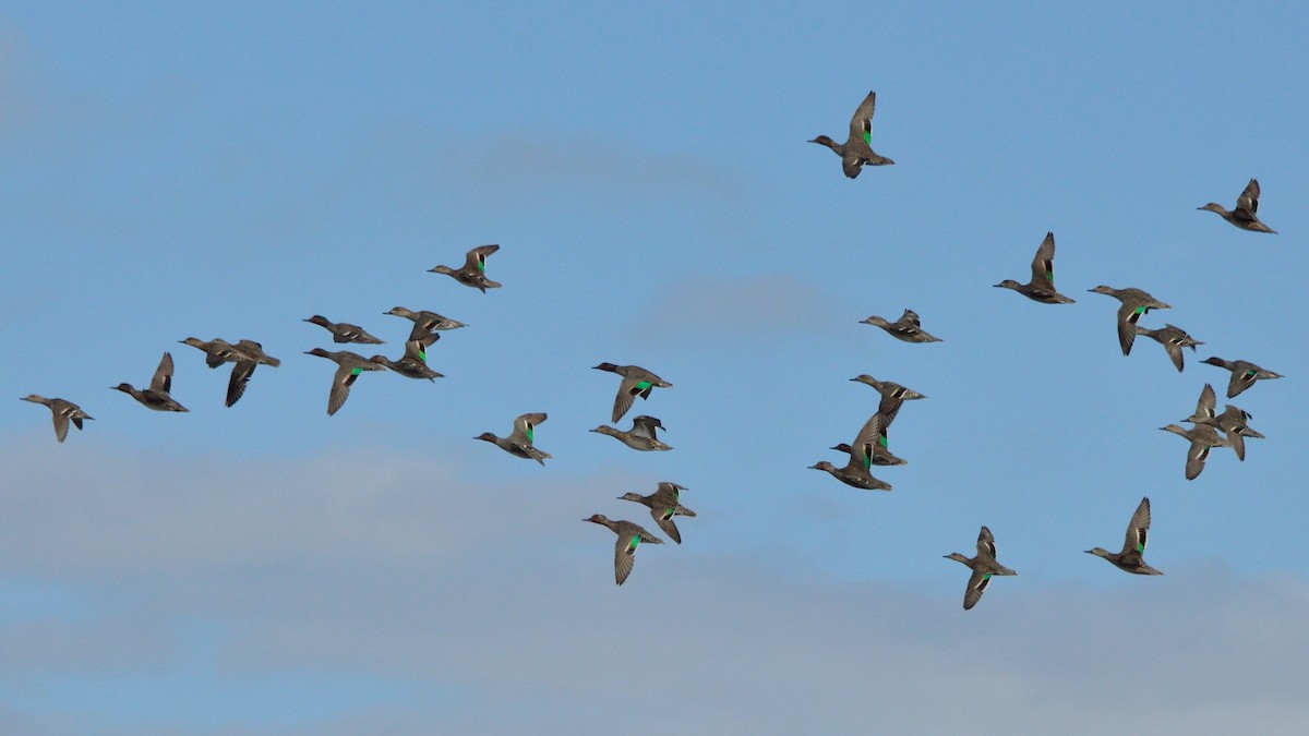 Green-winged Teal - ML317910241