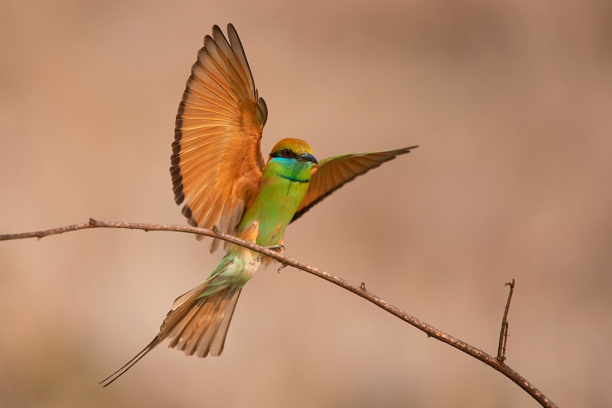 Asian Green Bee-eater - ML317910791