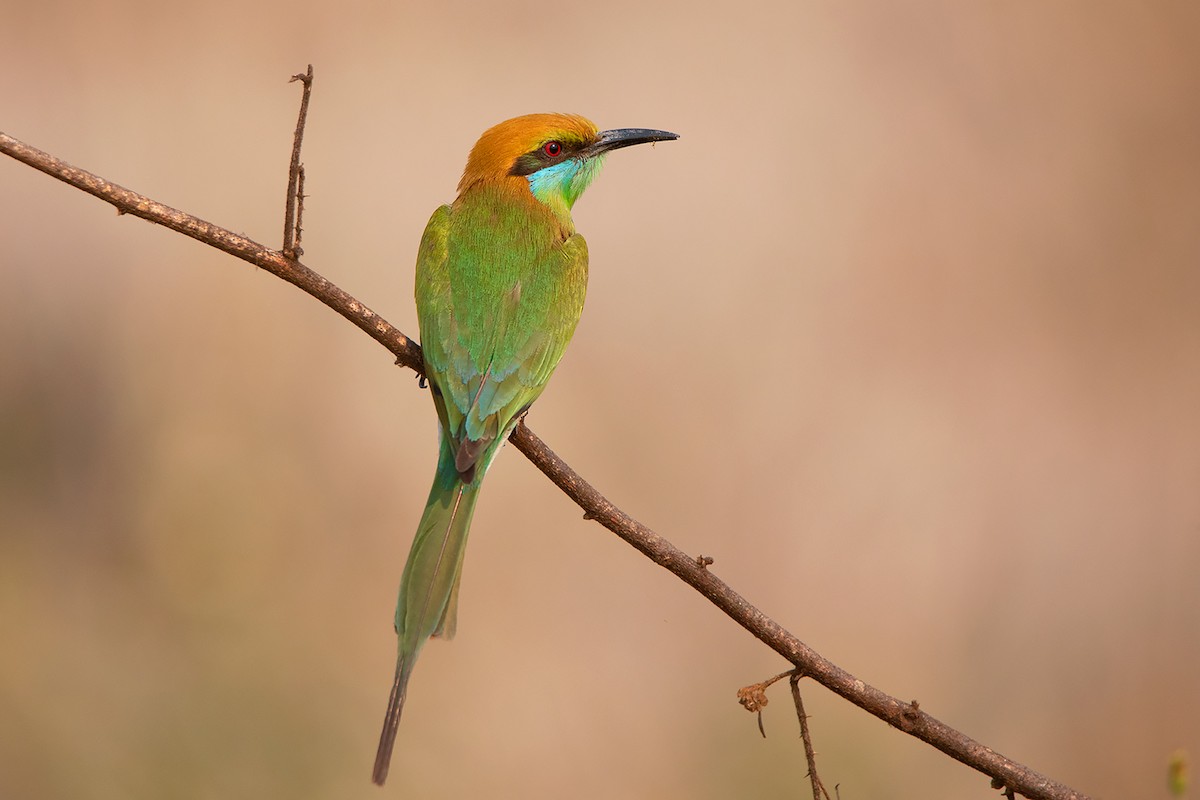 Asian Green Bee-eater - ML317910801