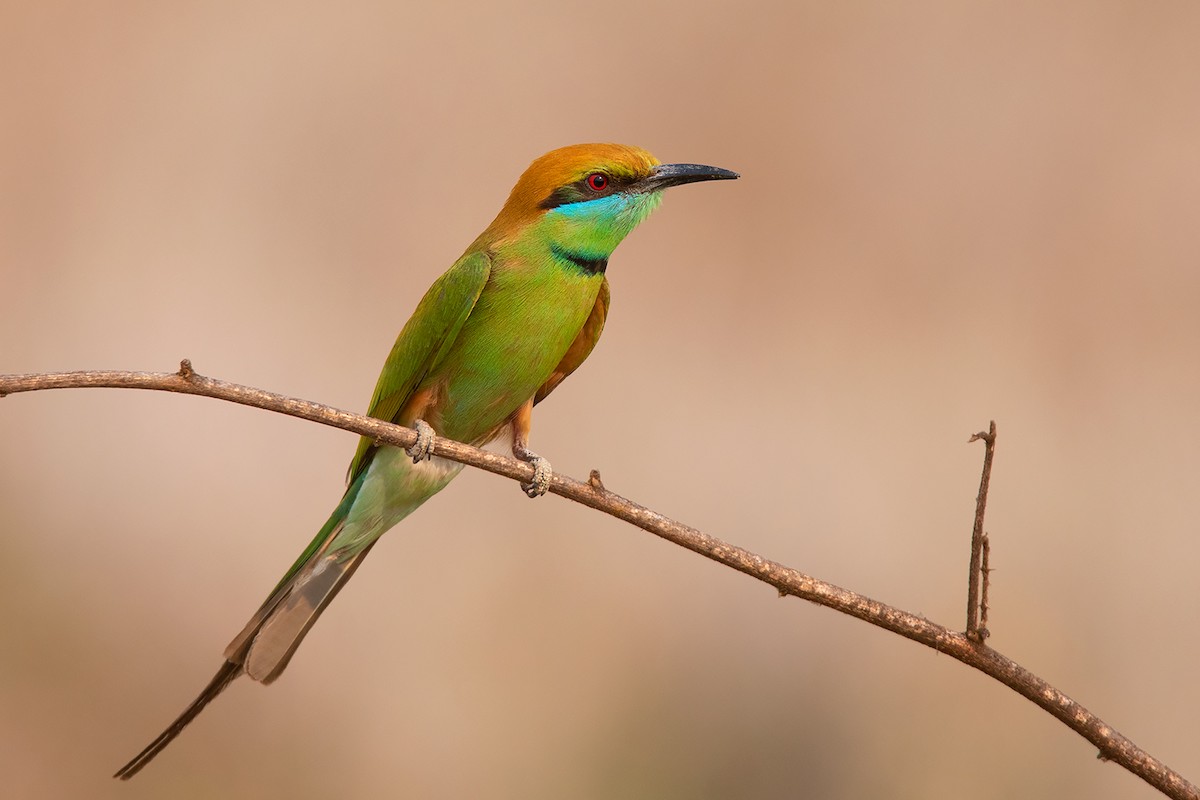 Asian Green Bee-eater - ML317910811