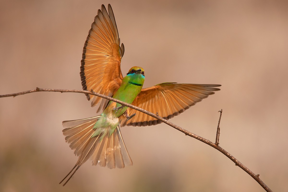 Asian Green Bee-eater - ML317910821