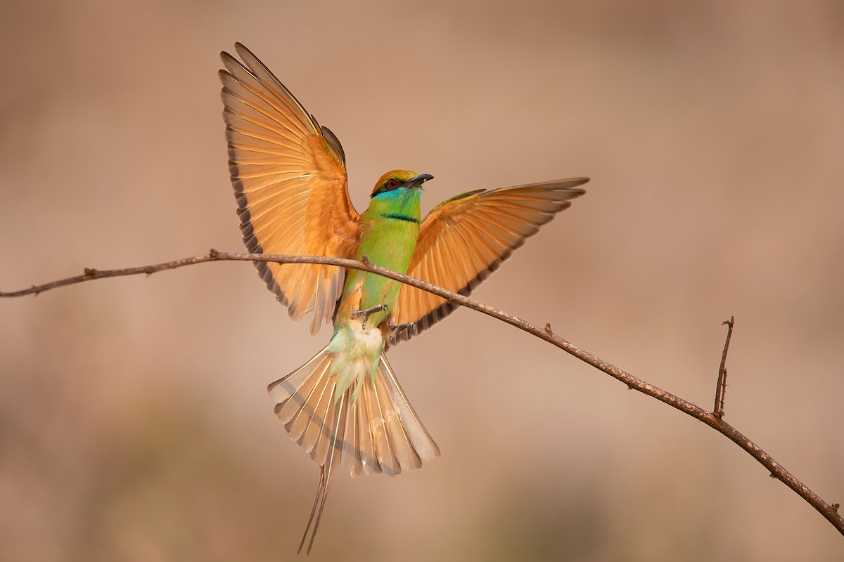Asian Green Bee-eater - ML317910831