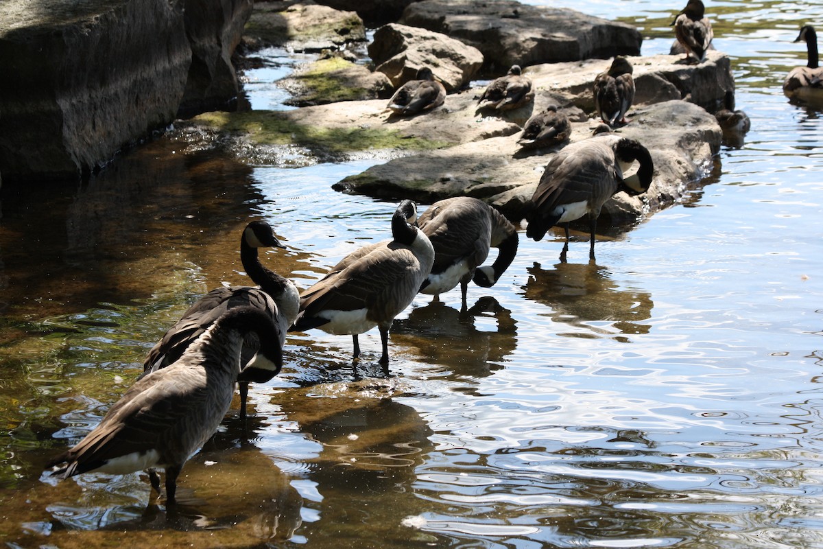 Canada Goose - ML317910871