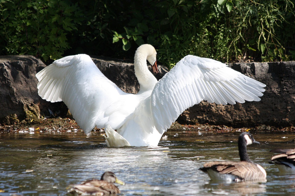 Mute Swan - ML317910891