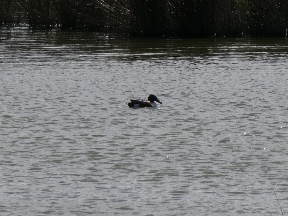 Northern Shoveler - ML317912401