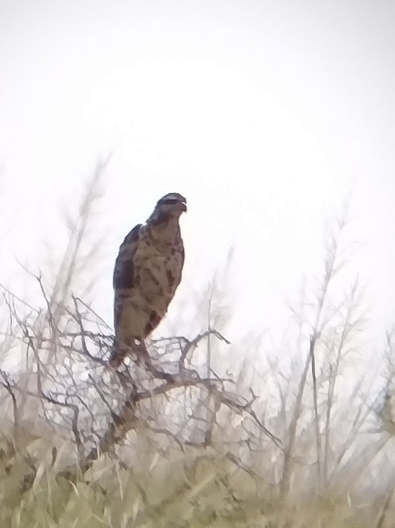 Águila de Azara - ML317912601