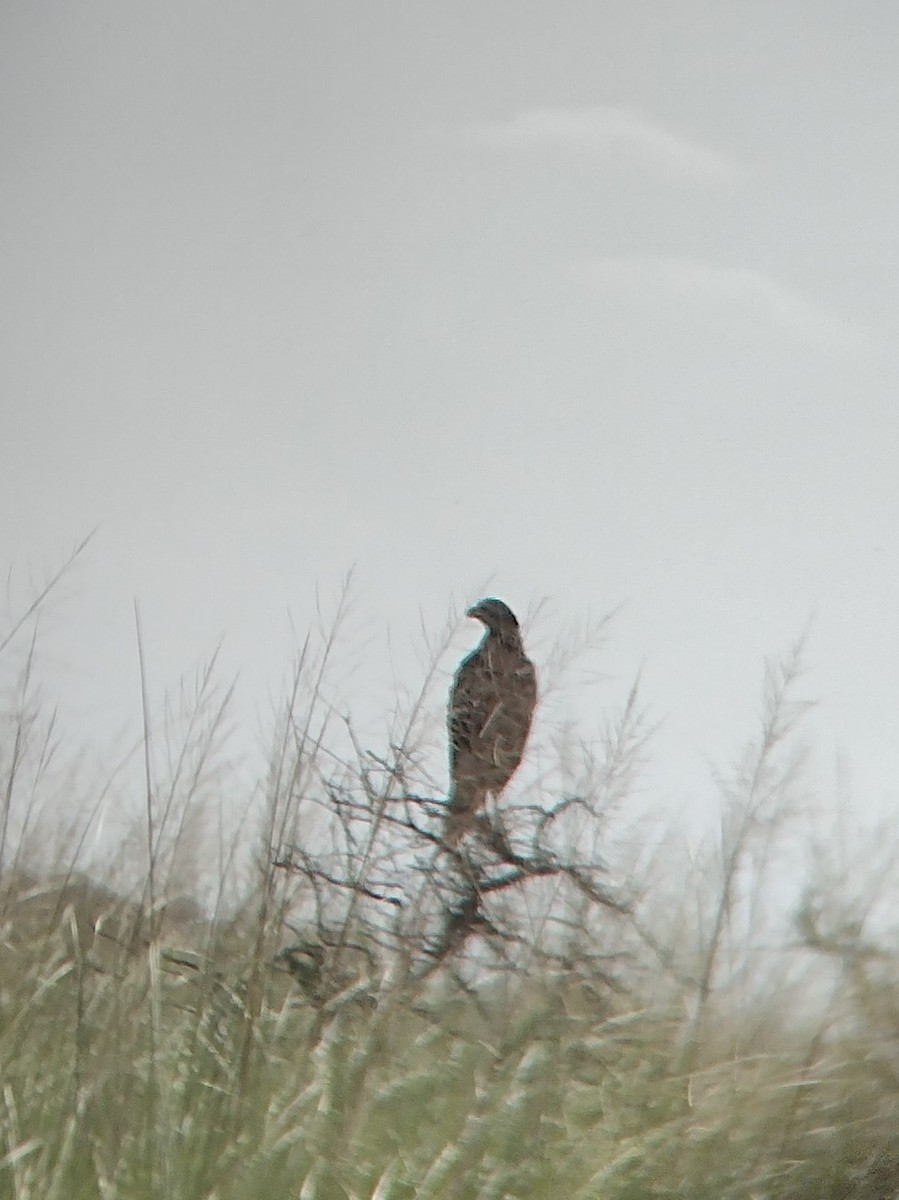 Águila de Azara - ML317913151