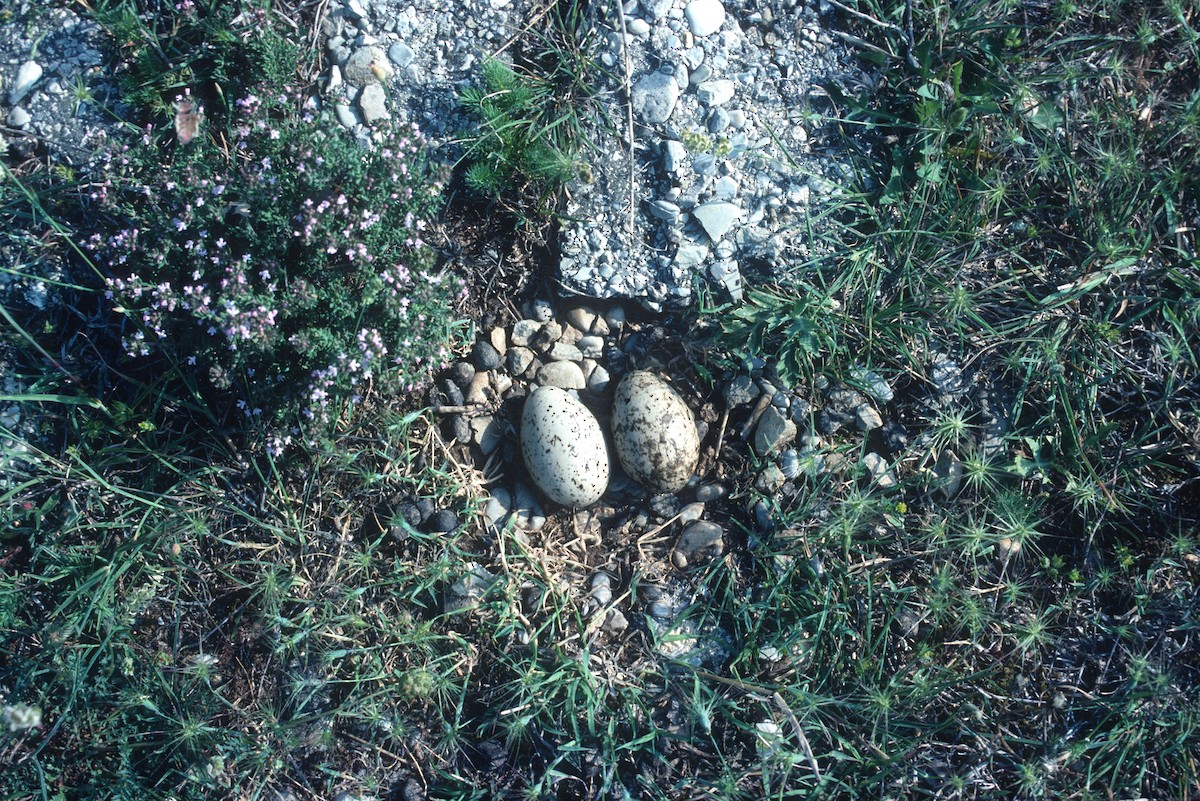 Eurasian Thick-knee - ML317914861