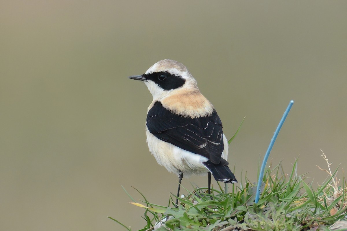 Eastern Black-eared Wheatear - Ergün Cengiz