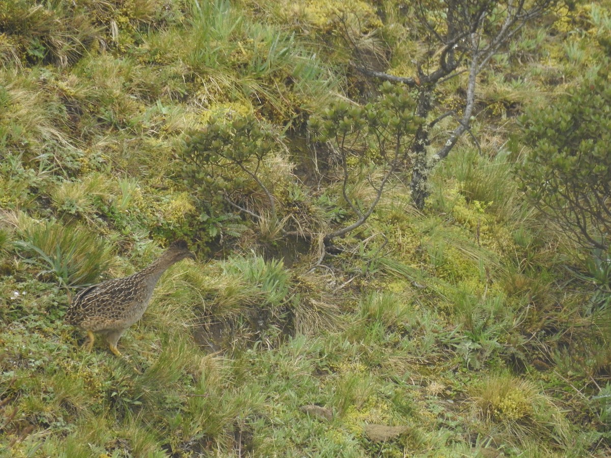 Taczanowski's Tinamou - ML317915111