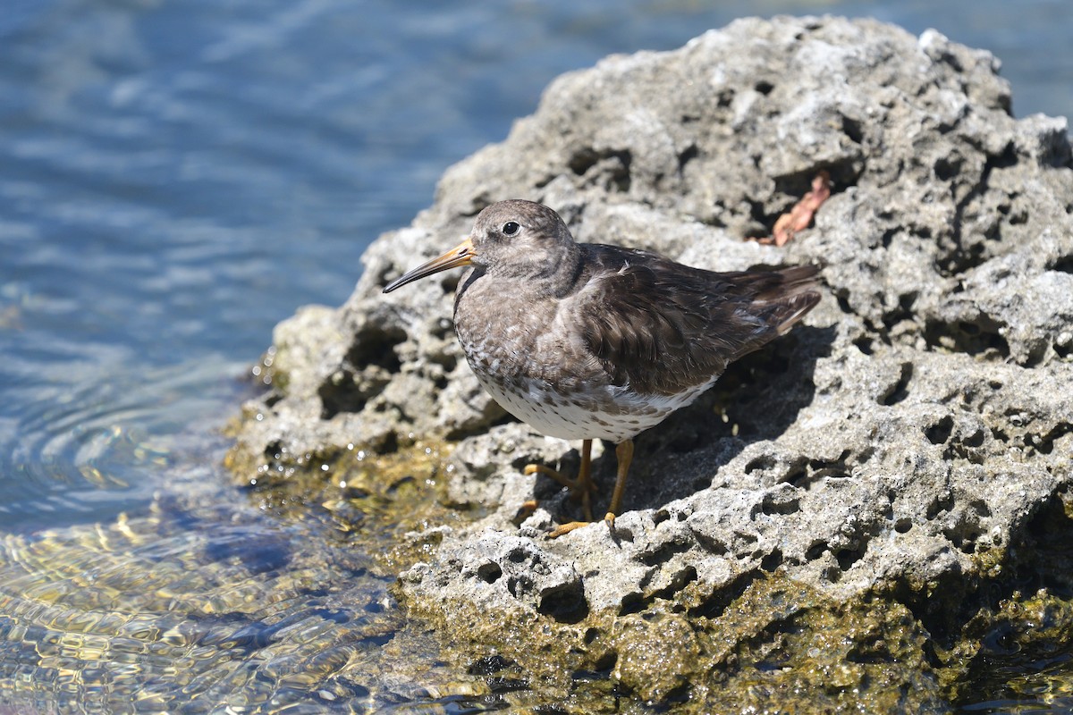 Purple Sandpiper - ML317915171