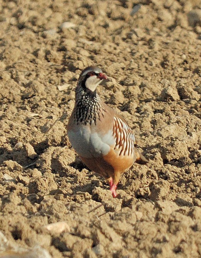 Pernice rossa - ML317915981