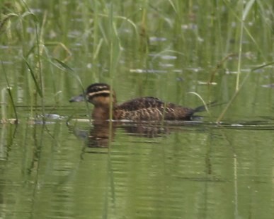 Masked Duck - ML31791841