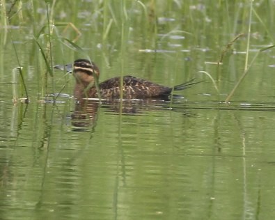 Masked Duck - ML31791851
