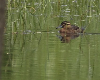 Masked Duck - ML31791861