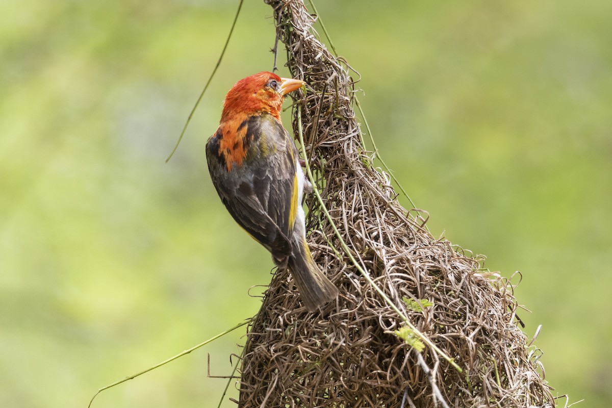 Red-headed Weaver - ML317923471