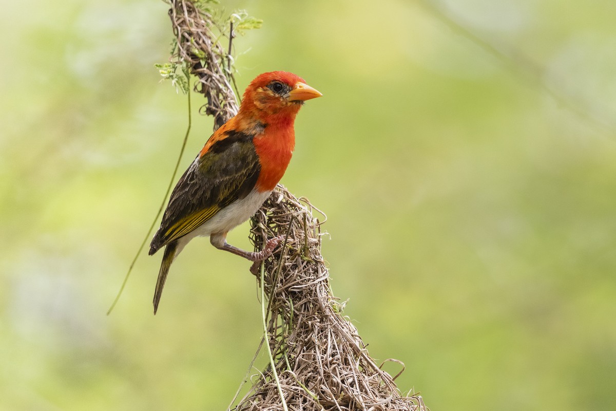 Red-headed Weaver - ML317923491