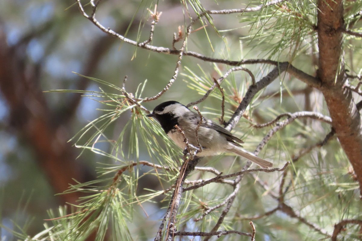 Mexican Chickadee - ML317923651