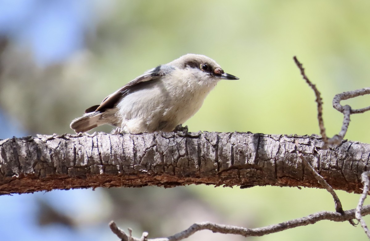 Pygmy Nuthatch - ML317923811