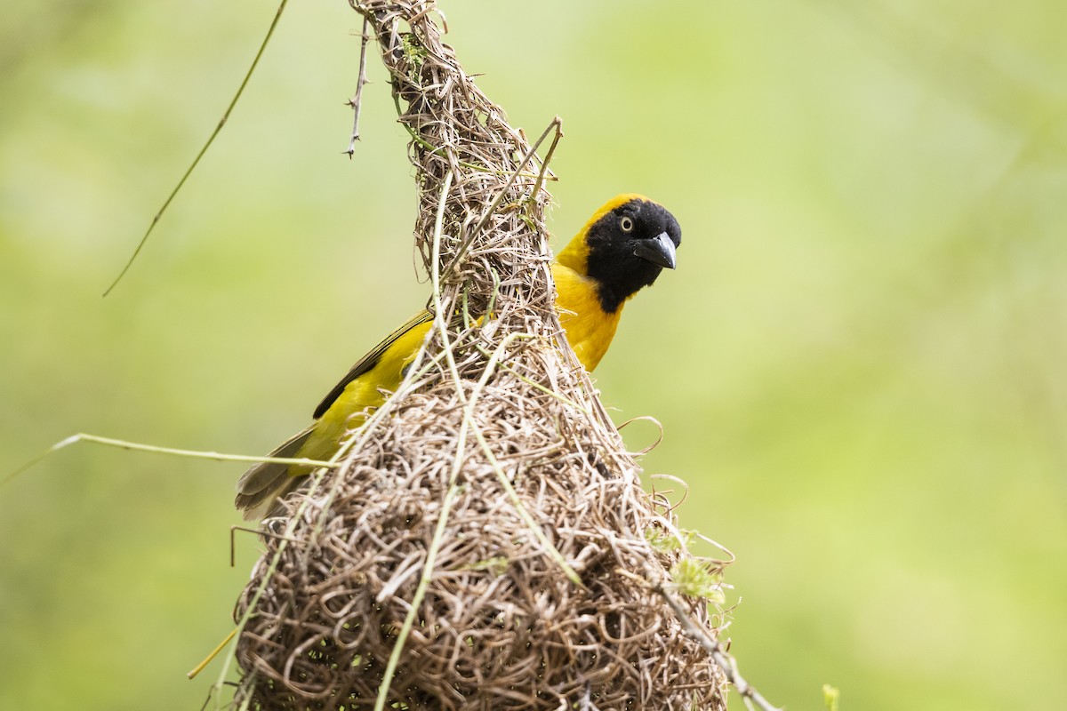 Lesser Masked-Weaver - ML317925021