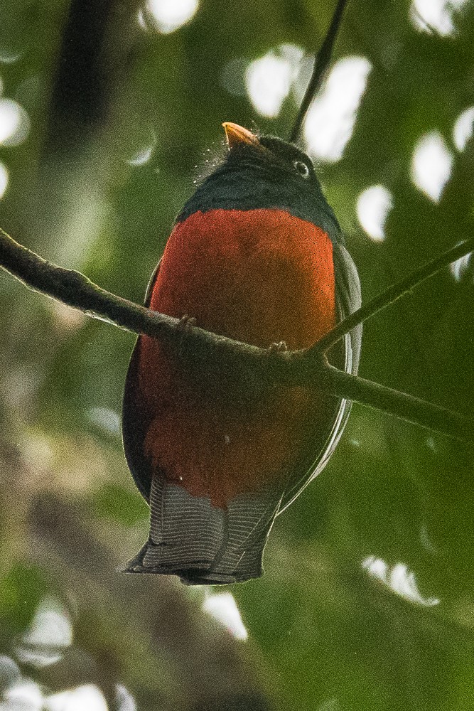 Lattice-tailed Trogon - ML317926621