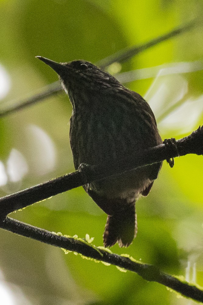 Stripe-breasted Wren - ML317926841