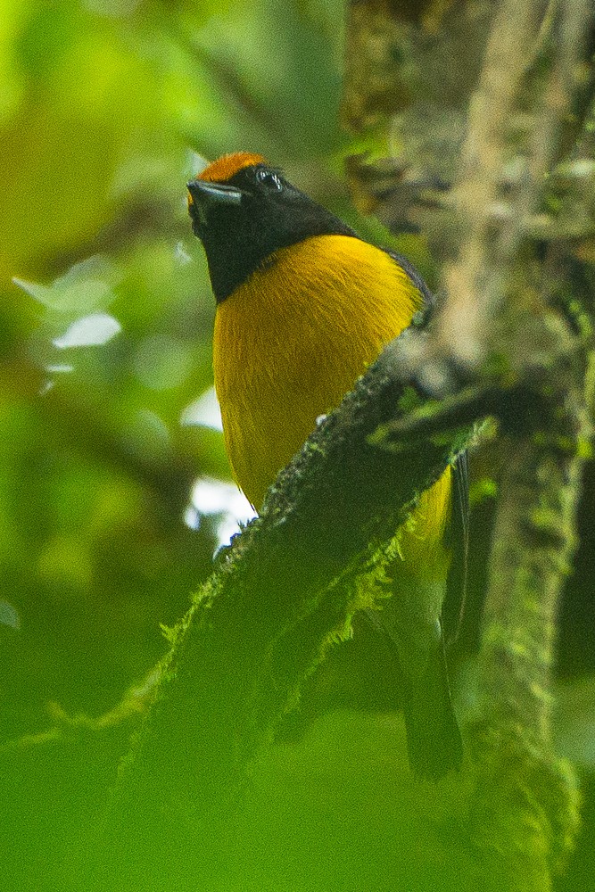 Tawny-capped Euphonia - ML317926891