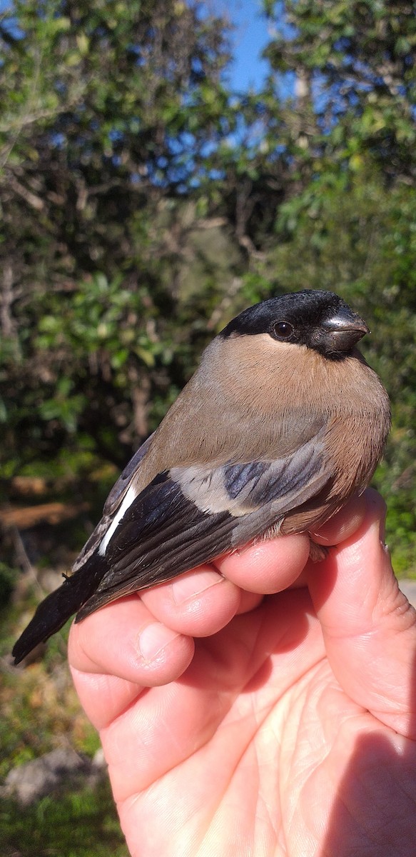 Eurasian Bullfinch - ML317926991