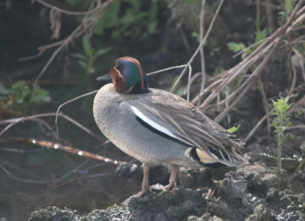 Green-winged Teal (Eurasian) - ML317928381