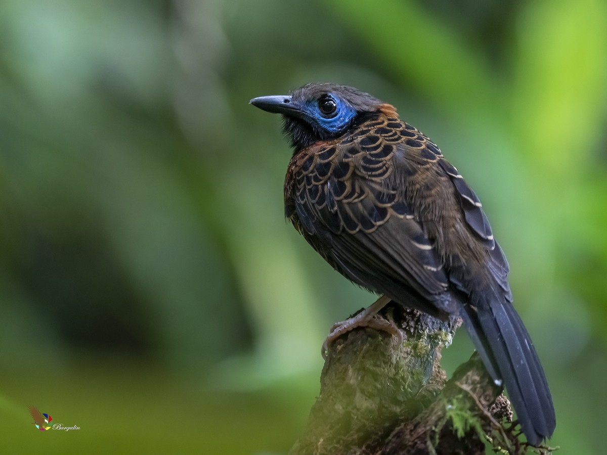 Ocellated Antbird - ML317929851