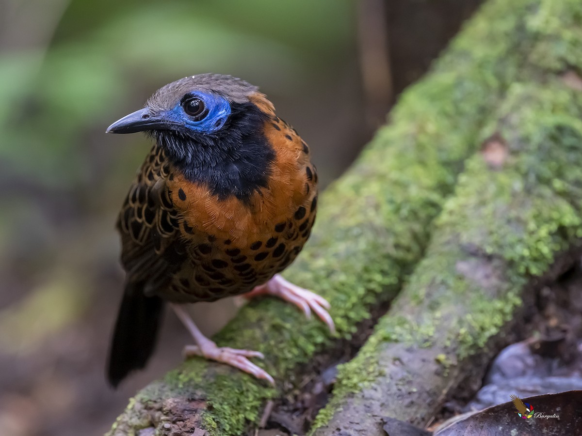 Ocellated Antbird - ML317929861