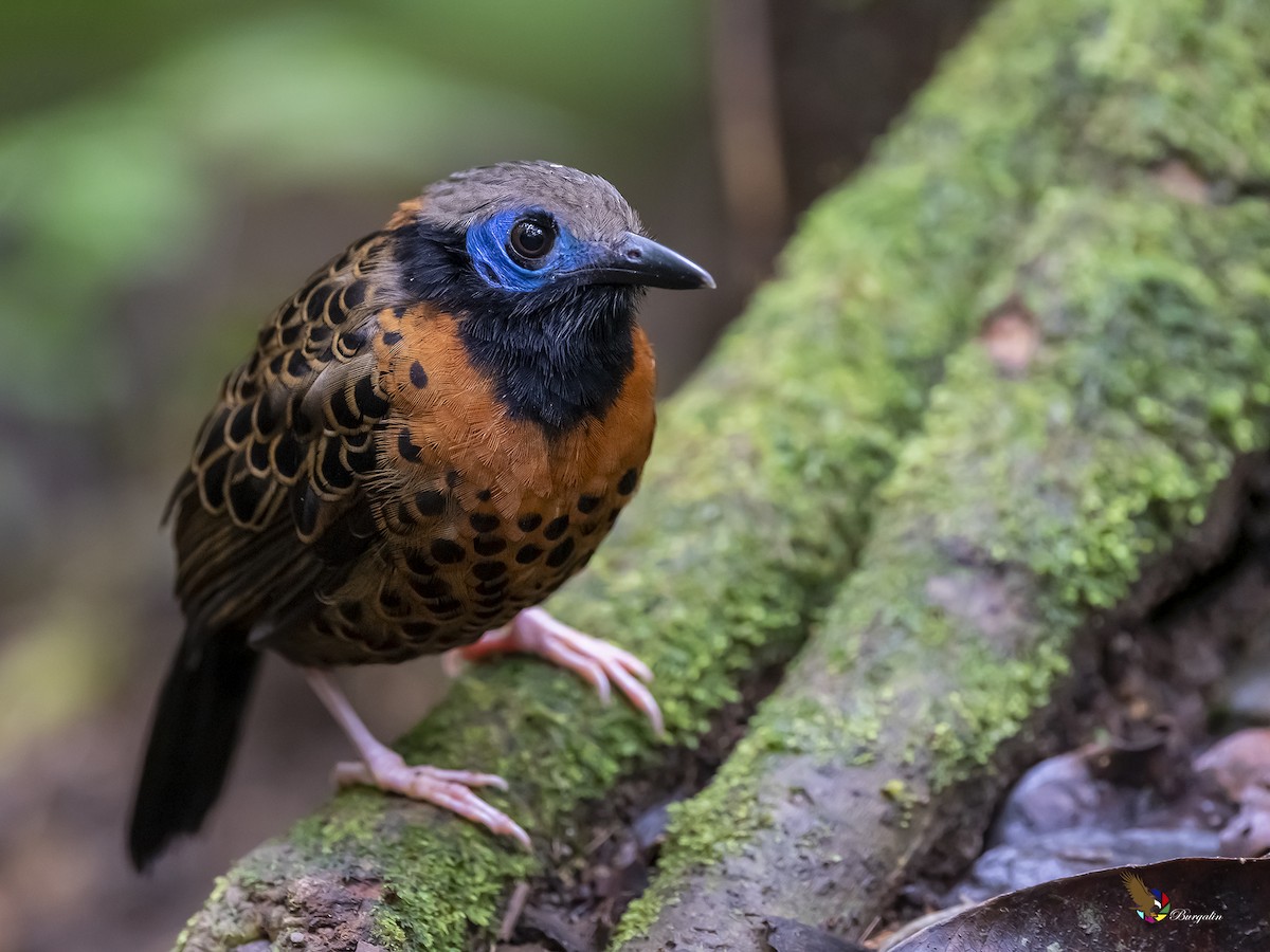 Ocellated Antbird - ML317929871