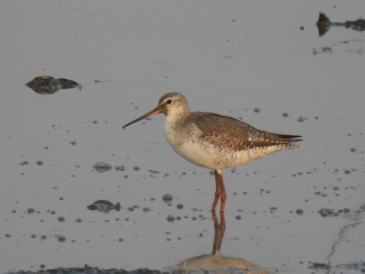 Spotted Redshank - ML317930131