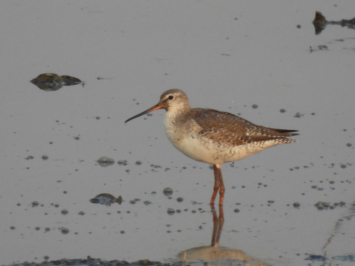 Spotted Redshank - ML317930141