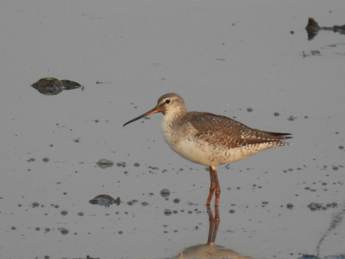 Spotted Redshank - ML317930191