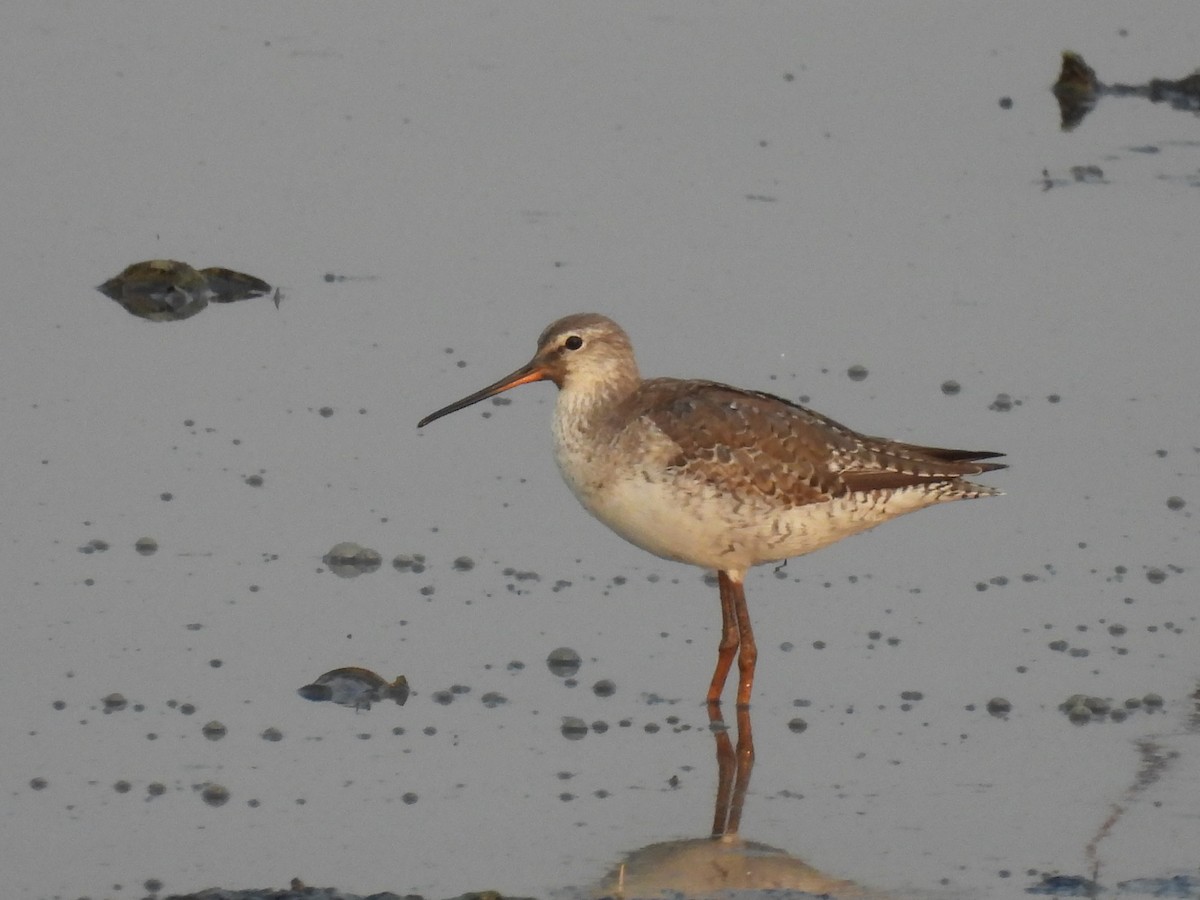 Spotted Redshank - ML317930201