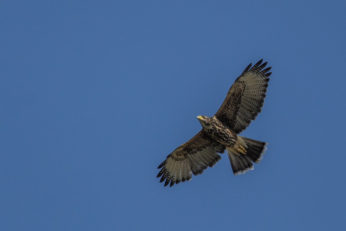 Harris's Hawk - ML317930531