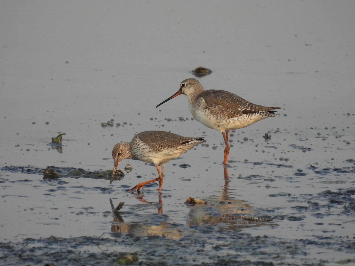 Spotted Redshank - ML317930571